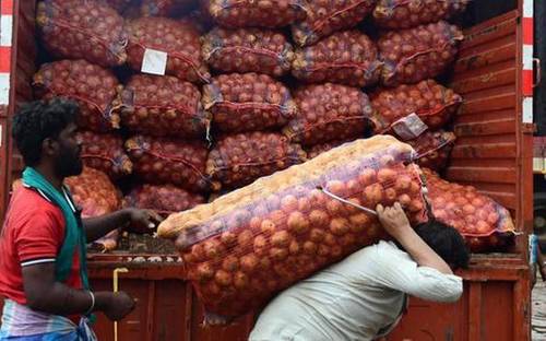 Red Onions - Medium Round Size, Deep Purple-Red Color, Crisp Texture | Sweet Flavor, Rich in Antioxidants, Packed in Mesh Bags
