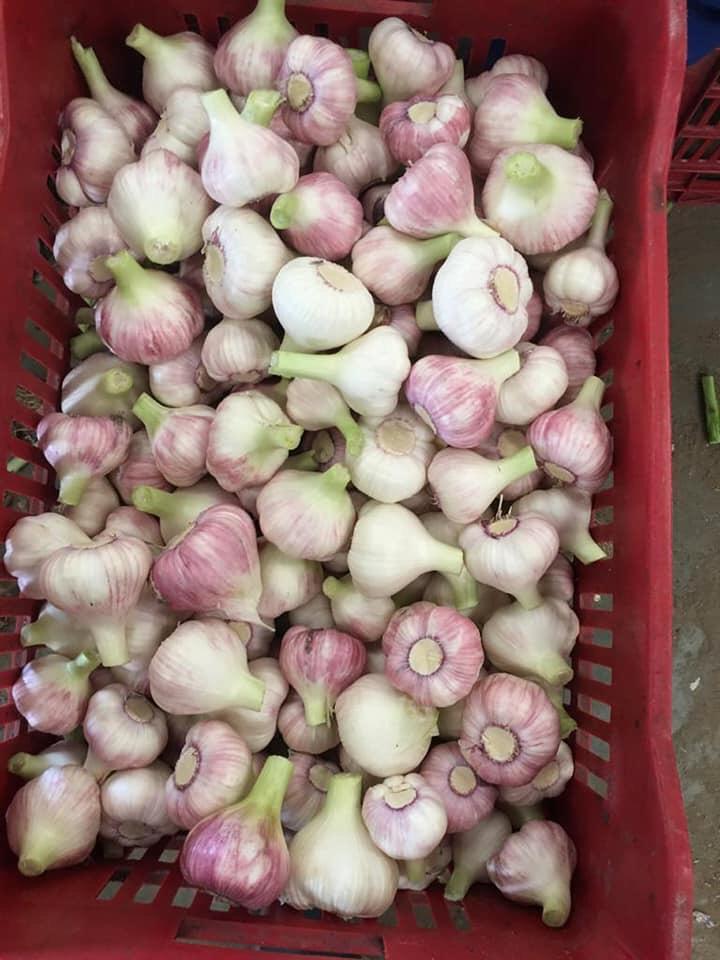 White Fresh Garlic Preserving Compound: Months