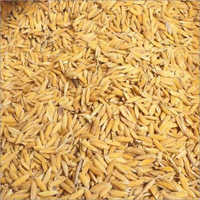  लंबे दाने वाला चावल का धान