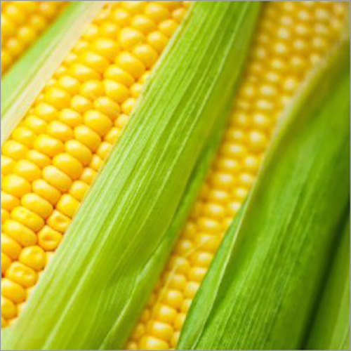 Maize Grain