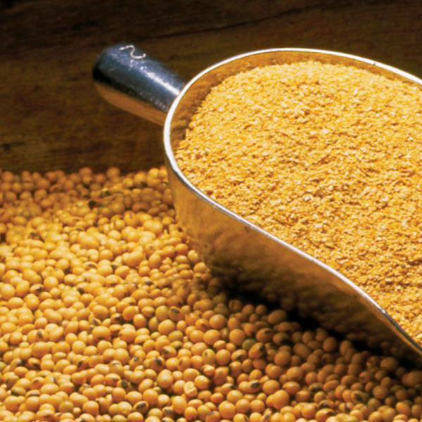Soya Beans Meal Available For Sale