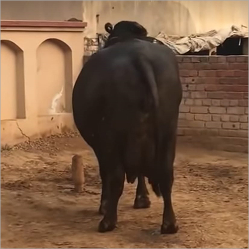 ब्लैक हाई ब्रीड मुर्रा भैंस