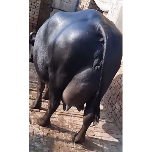 ब्लैक डेयरी फार्म मुर्रा भैंस