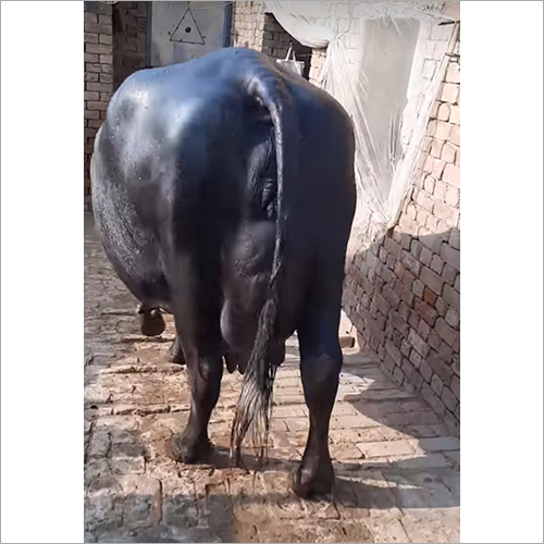 काली शुद्ध मुर्रा भैंस