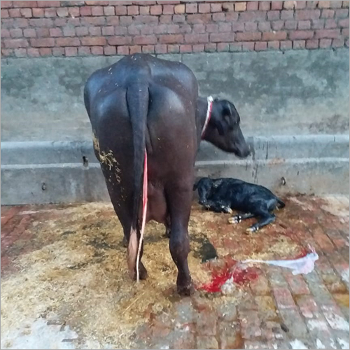 ब्लैक इंडियन मुर्रा बफेलो