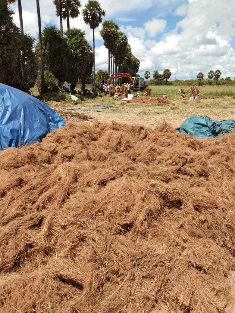 Natural Vetiver Root Grade: Organic