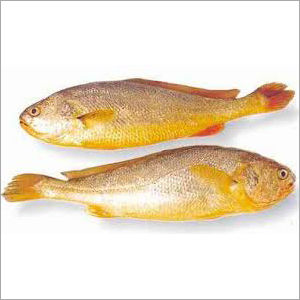 Block Yellow Croaker