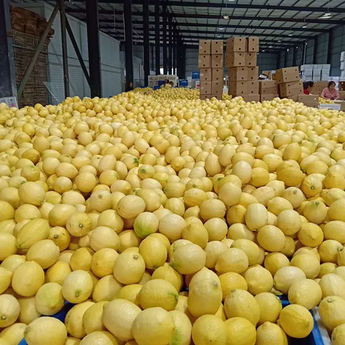 ताजा नींबू
