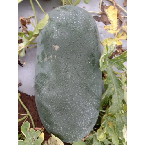 Ranjeet 085 F1 Hybrid Watermelon Seeds