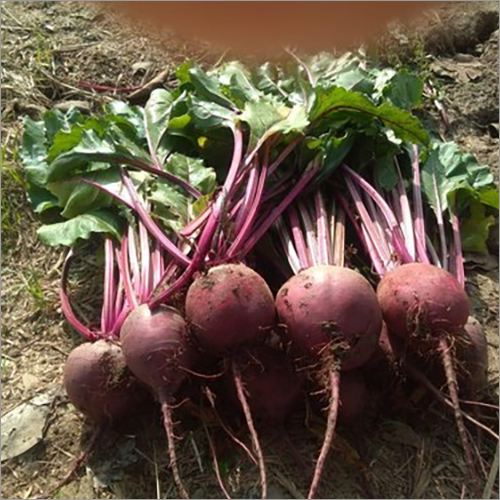 Hybrid F1 Beetroot Seeds