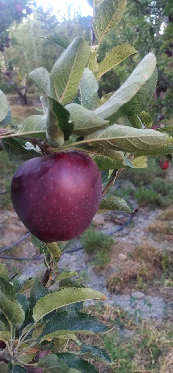 Fresh Quality Apples
