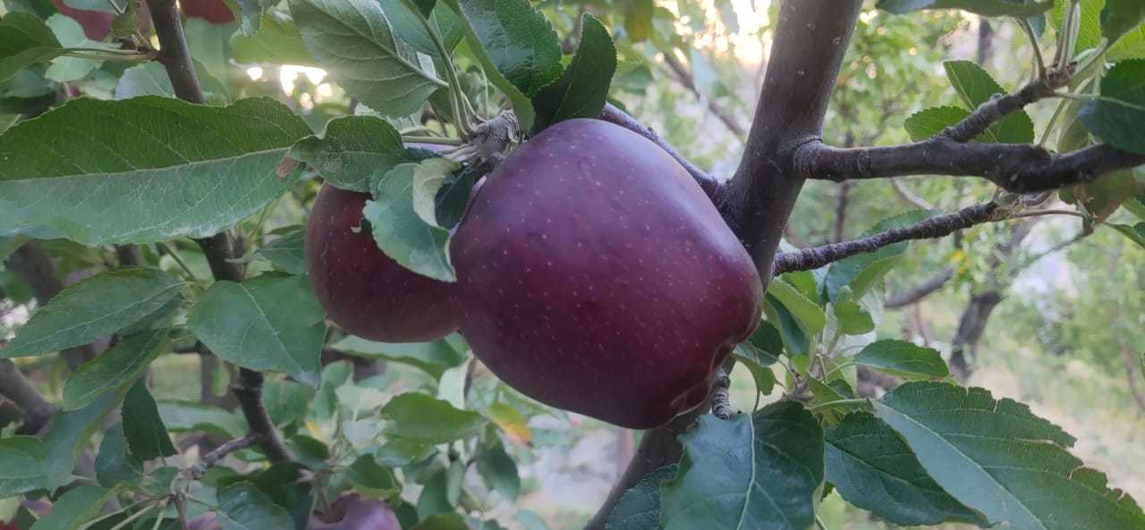 Fresh Quality Apples