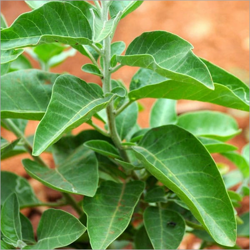 Ashwagandha Leaves
