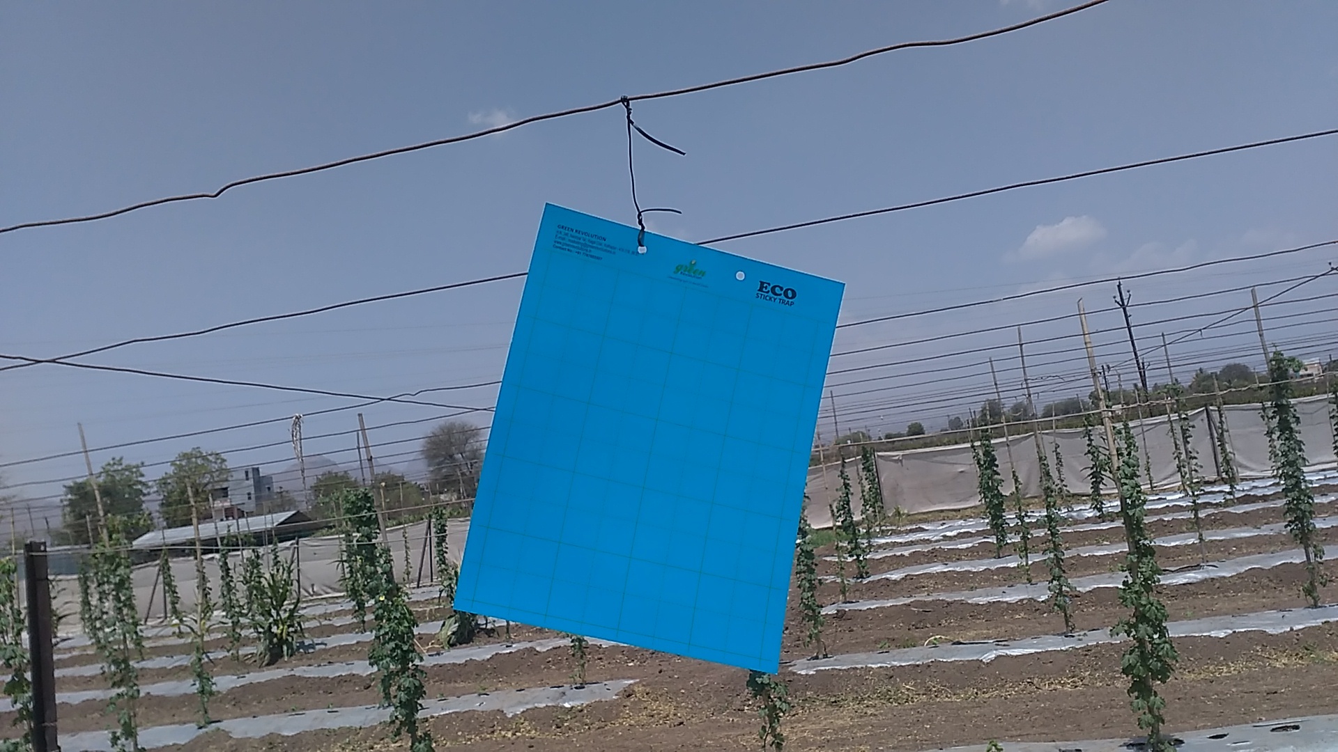 Premium Blue Sticky Trap - Plastic Material, 22cm X 33cm Dimensions , Covers 15-20 Traps Per Acre, Rectangular Shape, Designed For Flying Insects