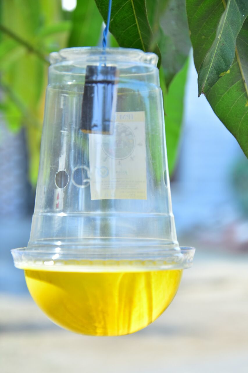 Ipm Fruit Fly Pheromone Trap - Easy Fruit Fly Trap Application: Agriculture