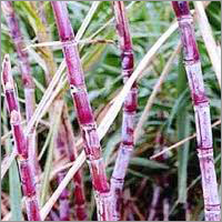 गन्ने की गुड़