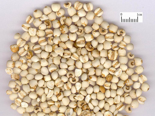 प्राकृतिक सूखे हर्बल भुना हुआ बाजरा