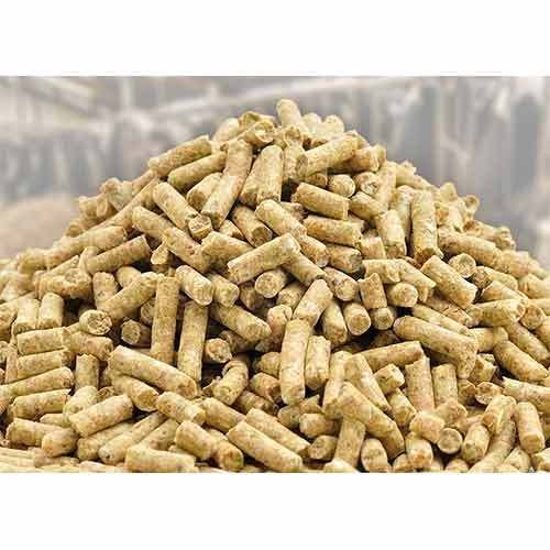 murrel fish feed
