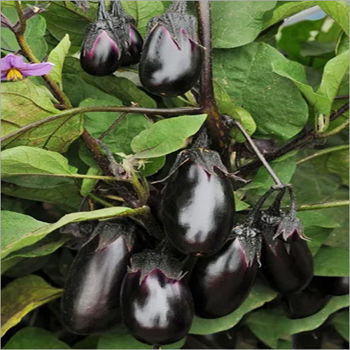 ताजा बैंगन