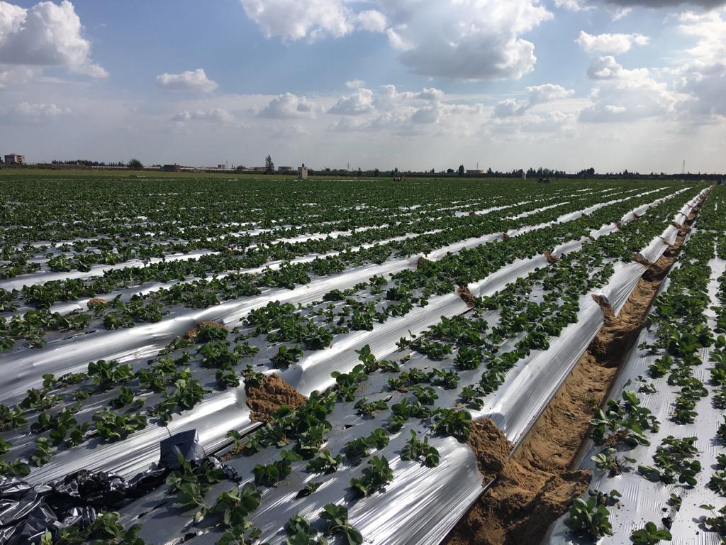 Fresh Strawberries - Whole, Oval-round Shape, Natural Red Color | Organic Cultivation, Sweet Taste, Non Glutinous, Newest Crop Maturity