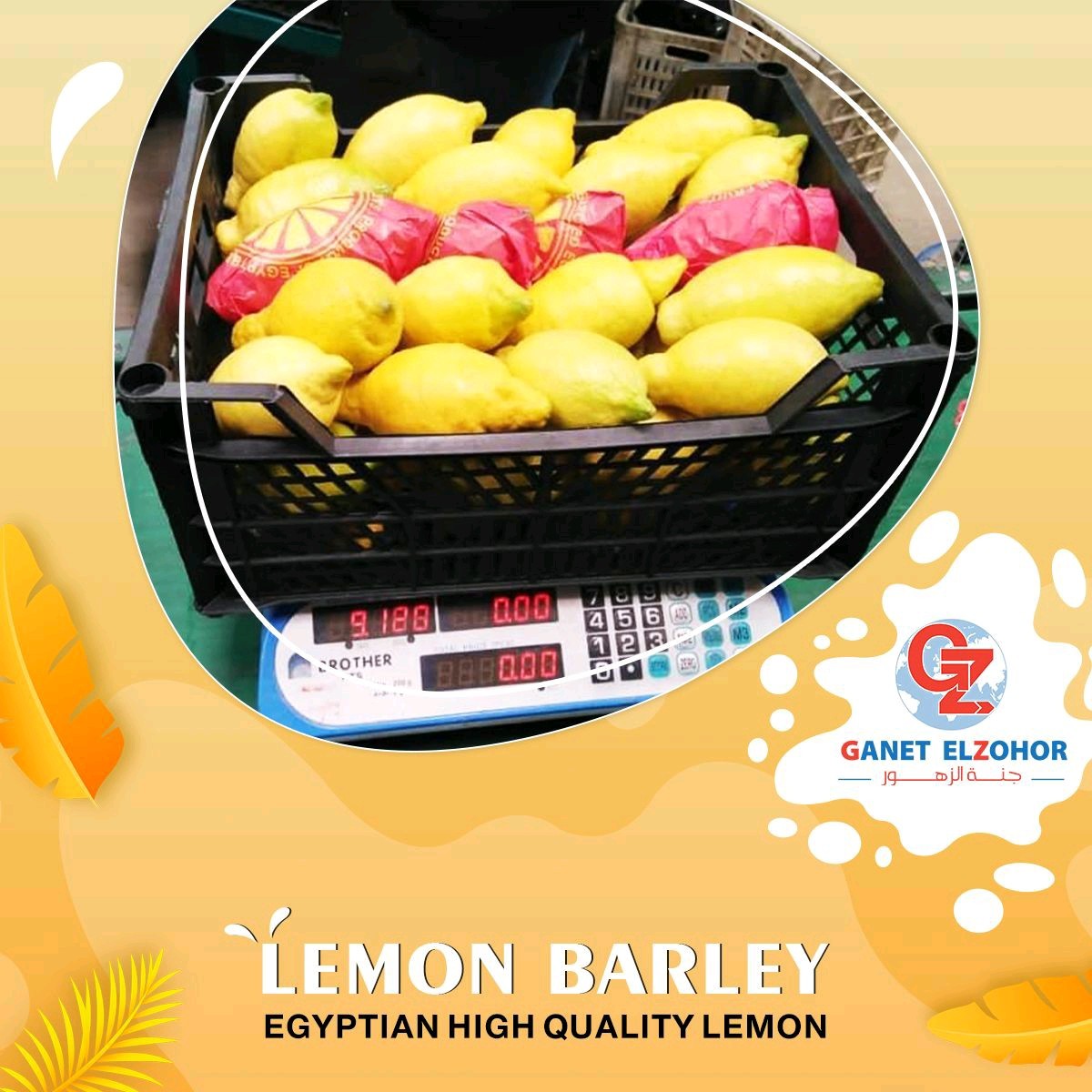 Natural Yellow Lemon Barley