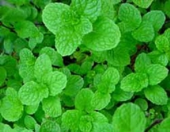 Natural Dried Mint - Dried Herbs, Herbal Product With Natural Aroma And Storage In Dry Place