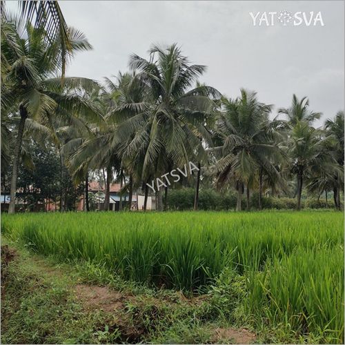 Fresh Tender Coconut - A-grade Whole Green Husked Young Coconut | Fresh, Nutritious Superfood Rich In Fatty Acids