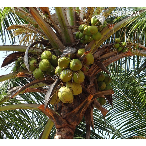 Fresh Tender Coconut - A-grade Whole Green Husked Young Coconut | Fresh, Nutritious Superfood Rich In Fatty Acids
