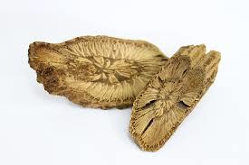 Natural Raw Piper Ribesoides Wall. Dry Place