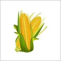 Maize Grain