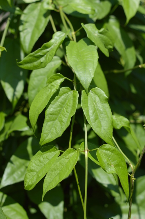 Natural Dried Leaf Laurel Clockvine For Sale