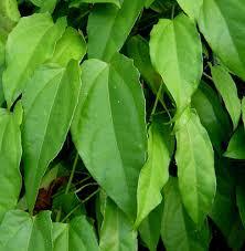 Natural Dried Leaf Laurel Clockvine For Sale