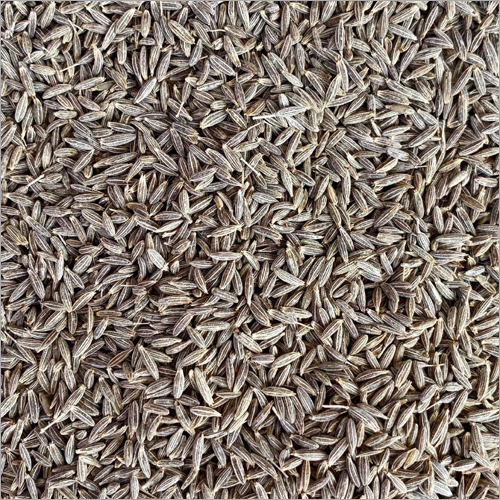 Fresh Cumin Seeds