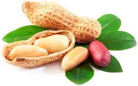 Brown Natural Raw Dried Seed Peanuts