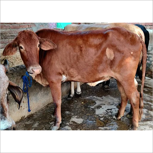 Black Desi Cow