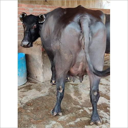 Black Murrah Buffalo - Dairy Breed | Premium Quality Black Cattle For Sustainable Milk Production