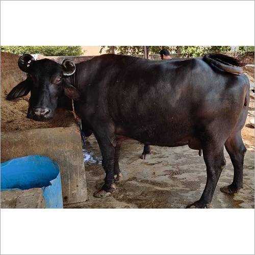 Black Murrah Buffalo - Dairy Breed | Premium Quality Black Cattle For Sustainable Milk Production