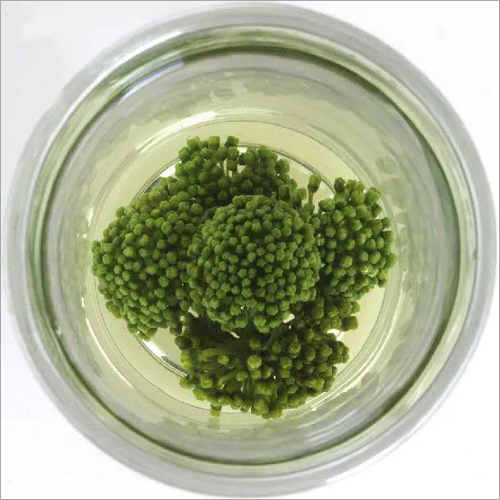 Notoginseng Flower Tea