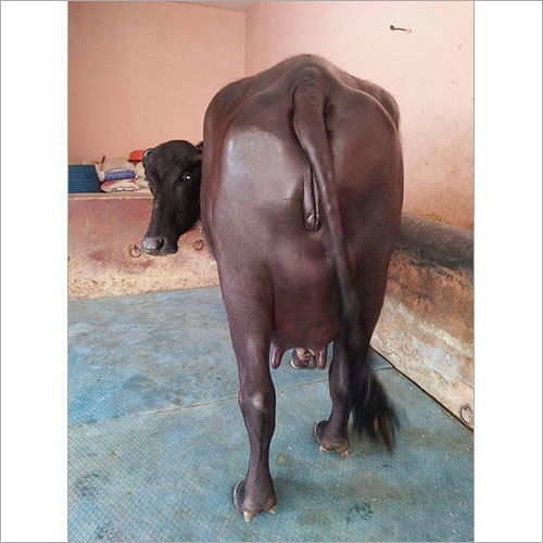 डेयरी फार्म ओरिजनल मुर्रा भैंस