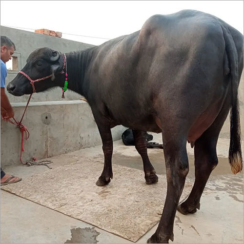 इंडियन ब्रीड मुर्रा भैंस