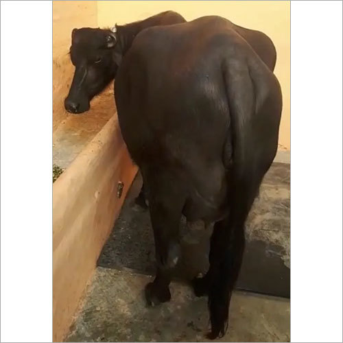 मुर्रा भैंस