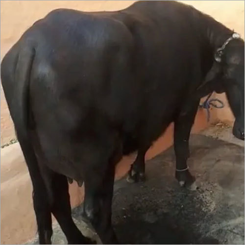 Breed Murrah Buffalo