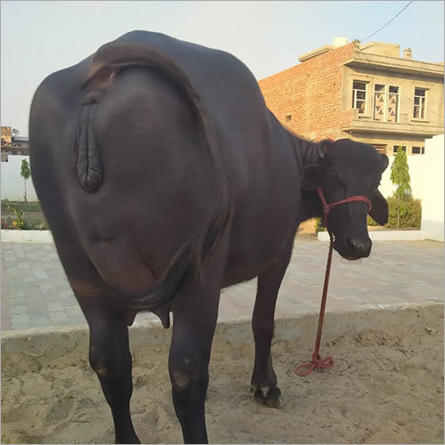 असली मुर्रा भैंस