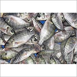 Dry Sea Fish Packaging: Can