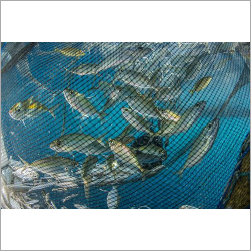 Blue Mono Filament Fishing Net