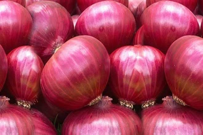 Fresh Onions - Medium Round Red Onions | Firm Texture, Bulk Packaging, Export Quality