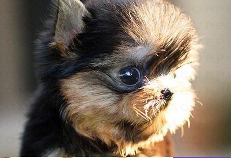 Yorkie Hugo Puppy