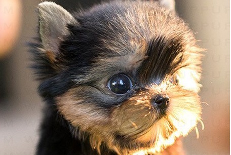 Yorkie Hugo Puppy