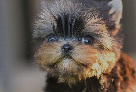 Yorkie Hugo Puppy