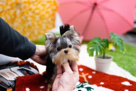 Yorkshire Terrier Eclipse Puppy